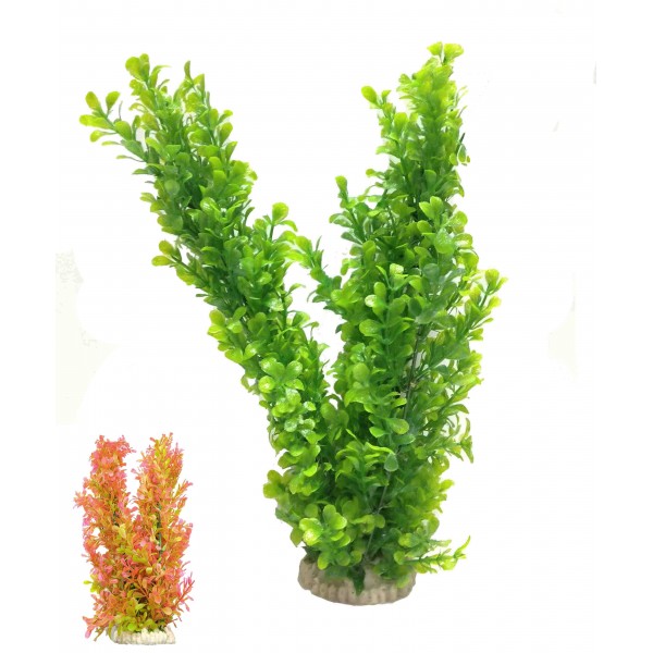 ΔΙΑΚΟΣΜΗΤΙΚΟ ΦΥΤΟ ΕΝΥΔΡΕΙΟΥ